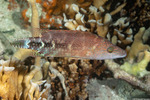 Oxycheilinus