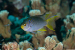 Neopomacentrus