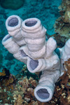 Niphatidae