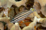 Cheilodipterus