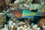 Scarus