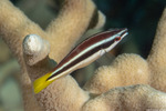 Diproctacanthus