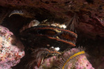 Mytilinae