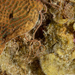 Brittle Stars