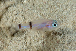 Cardinalfishes