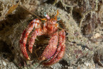 Hermit Crabs