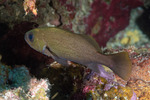 Drums and Croakers