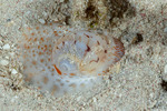 Naticidae