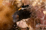 Blennies