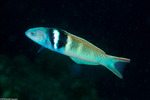 Wrasses