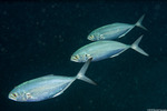 Carangiformes