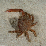Crabs