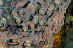 Agariciidae