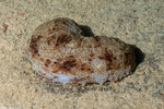 Sea Cucumbers
