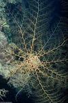 Basket Stars