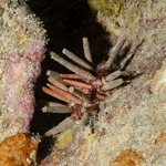 Cidaridae