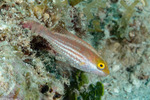 Sparisomatinae