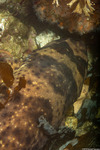 Neoselachii