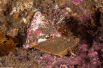 Turbininae
