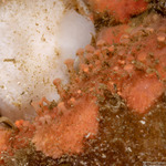 Hemimycale