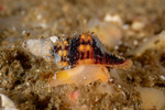 Fasciolariidae