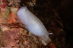 Phyllidiopsis