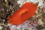 Pleurobranchoidea