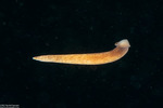 Nemertea