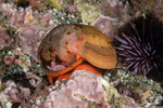Tegulidae