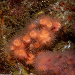 Corals