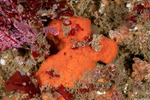 Sponges