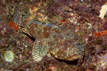 Scorpaena