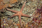 Ophidiasteridae