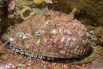 Haliotis