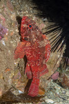 Scorpaenodes