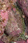 Lepetellida