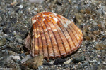 Bivalves