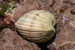 Bivalves