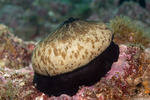 Lepetellida
