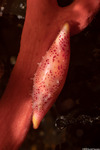 Invertebrates
