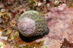 Tegulidae