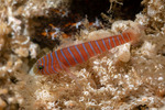 Gobies