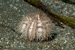 Euechinoidea