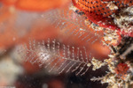 Cnidarians