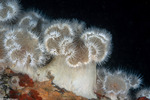 Cnidaria