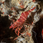 Invertebrates