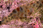 Myxicola