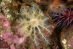 Sea Cucumbers