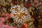 Tunicates
