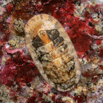 Chitons